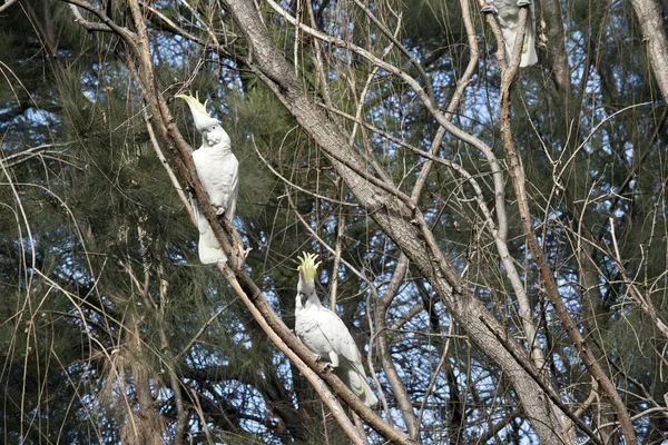 I due gallo crestato di zolfo sono su un albero — Foto Stock