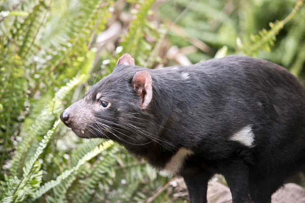 Detta är en närbild av en tasmansk djävul — Stockfoto