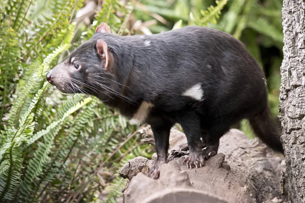 This is a side view of a Tasmanian devil — Stock Photo, Image