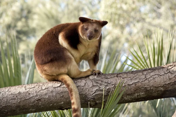 Trädet känguru är den enda känguru som kan klättra — Stockfoto