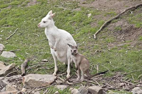 Onu kahverengi joey ile bir albino batı kanguru — Stok fotoğraf