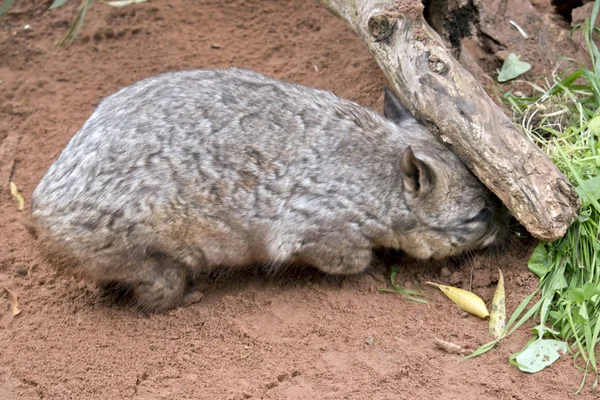 Harige nosed Wombat in het zand graven — Stockfoto