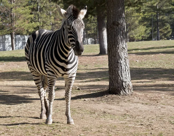 De Zebra is in een veld — Stockfoto