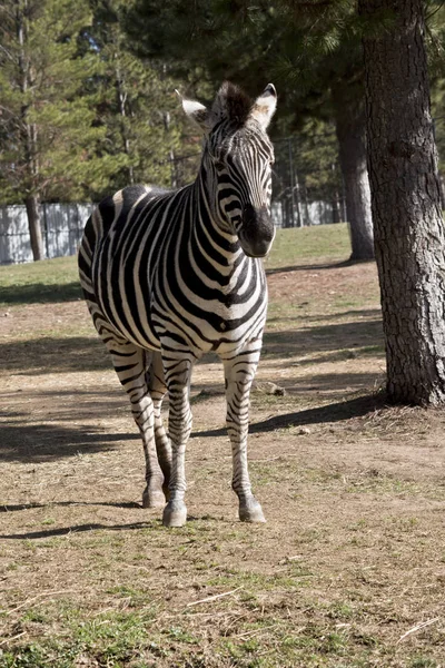 De Zebra is in een veld — Stockfoto