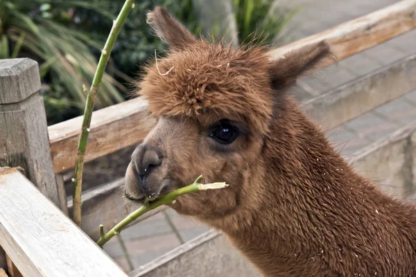 Dit is een sluiten van een alpaca — Stockfoto