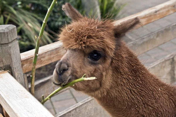 Questo è un primo piano di un alpaca — Foto Stock