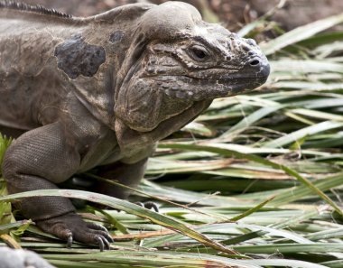 Bu bir gergedan iguana yakın bir