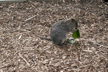 quokka bir yaprak yiyor