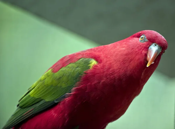 the chatting lory makes a lovely pet