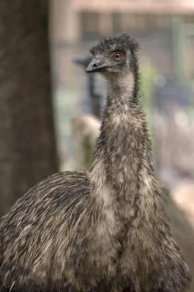 Αυτό είναι ένα κοντινό πλάνο ενός emu — Φωτογραφία Αρχείου