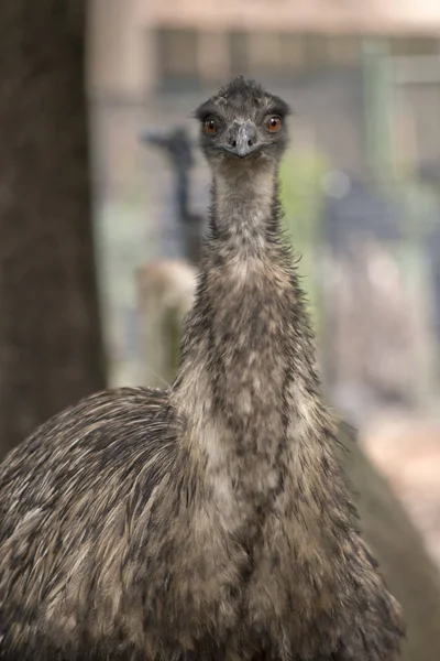 To jest zbliżenie emu. — Zdjęcie stockowe