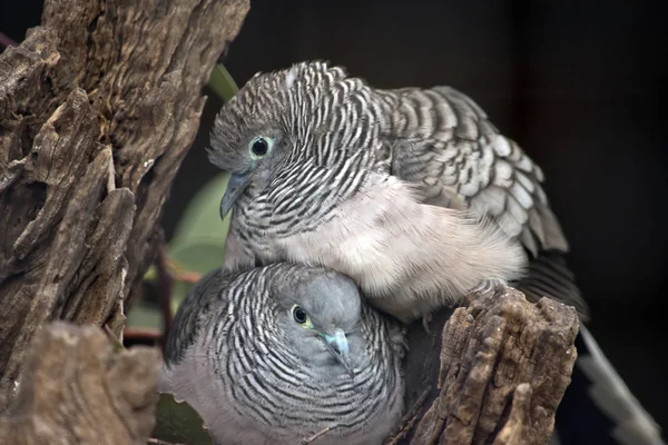 Duas pombas pacíficas que compartilham um ninho — Fotografia de Stock