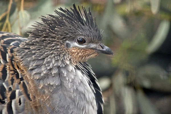 Dit is een zijaanzicht van een mallee Fowl — Stockfoto