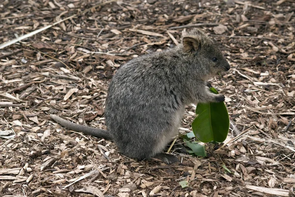 Detta är en nära upp i en quokka — Stockfoto