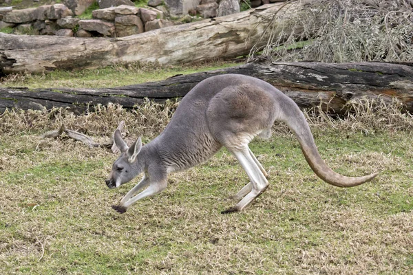 Красный кенгуру ходьба — стоковое фото