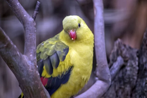 This is a male regent parrot — Stock Photo, Image