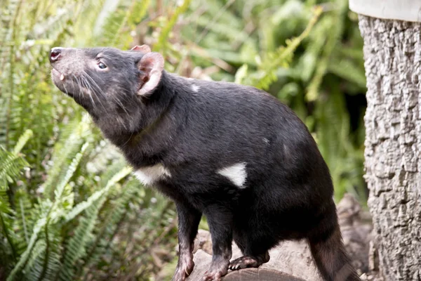 this is a close up of a Tasmanian devil