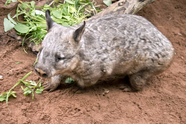 Peludo nariz wombat en arena — Foto de Stock