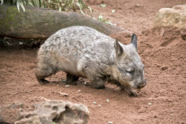 Peludo nariz wombat en arena — Foto de Stock