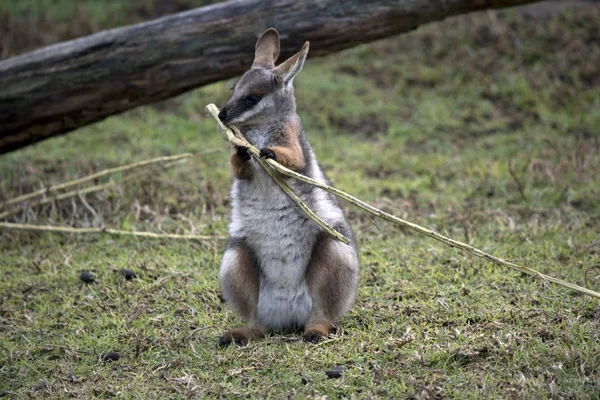 Bir joey sarı ayaklı kaya wallaby yeme — Stok fotoğraf