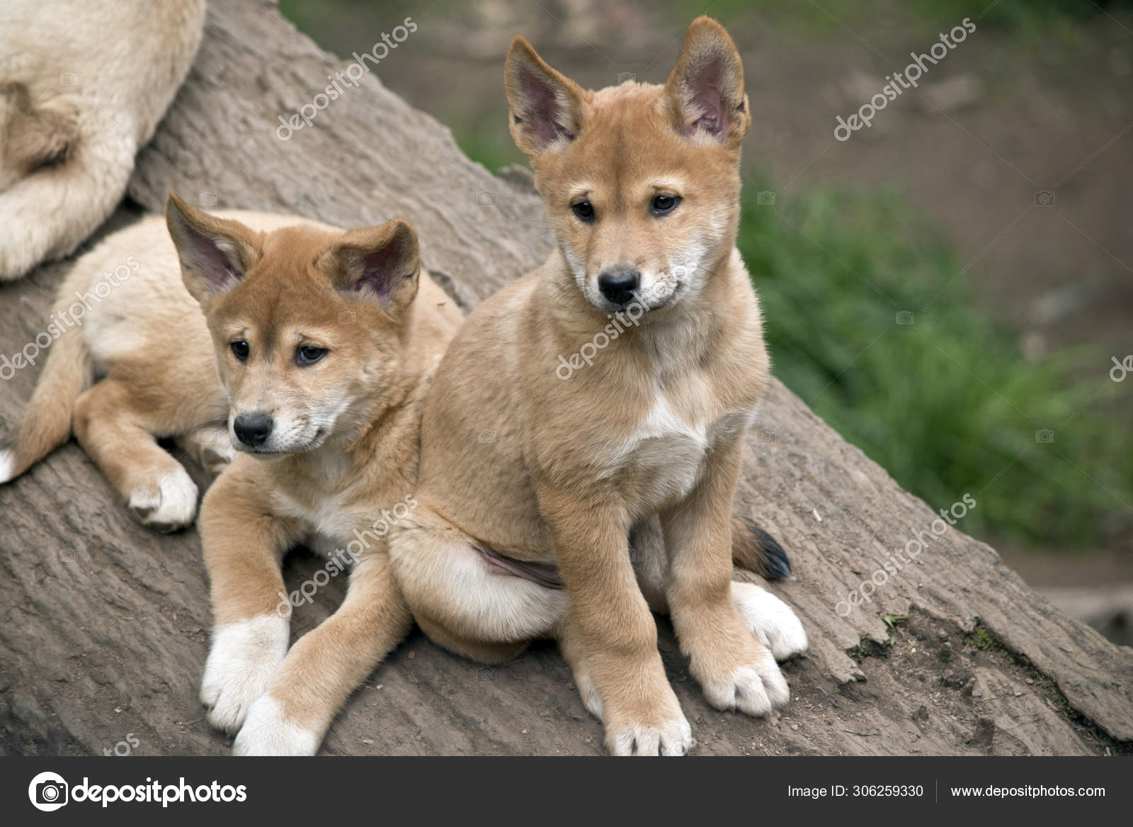 This Is A Close Up Of A Dingo Puppy Stock Photo - Download Image