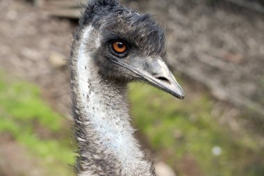 Bu bir devekuşunun yakın çekimi.