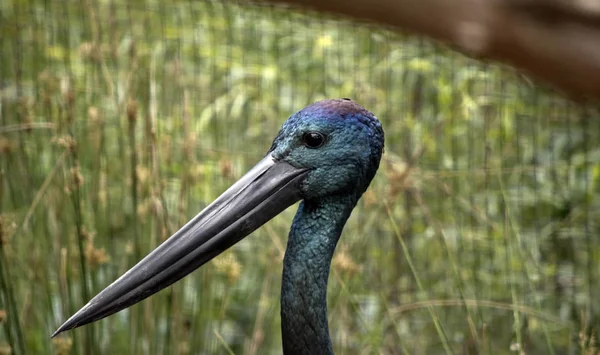 A sideview of a black beck stork — стоковое фото