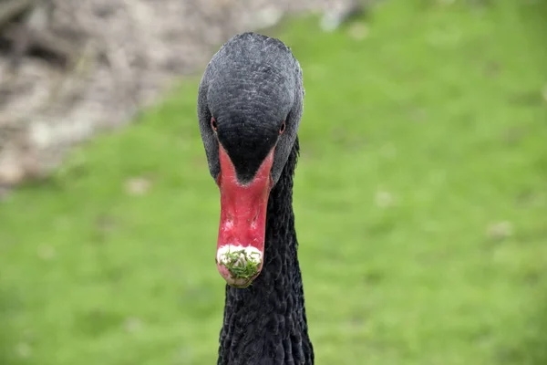 Dies ist eine Nahaufnahme eines schwarzen Schwans — Stockfoto