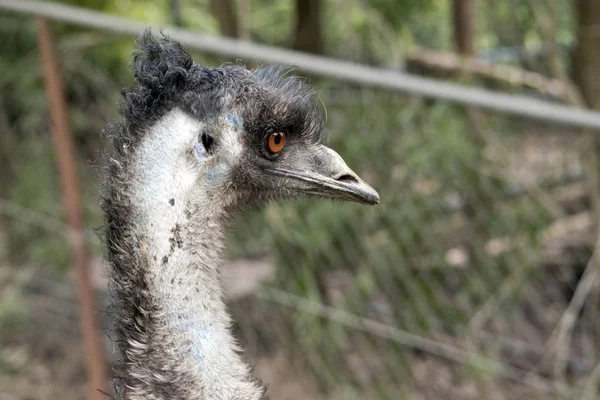 Je to boční pohled australských emu — Stock fotografie