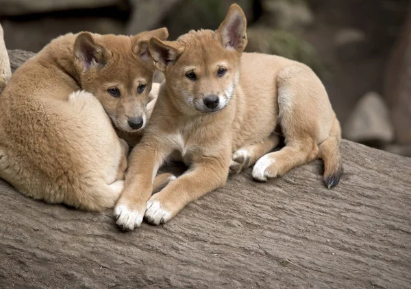 The 8 week old golden dingos are checking their surroundings — Stock Photo, Image