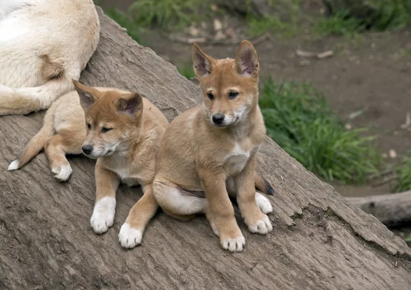 The 8 week old golden dingo are resting — Stock Photo, Image