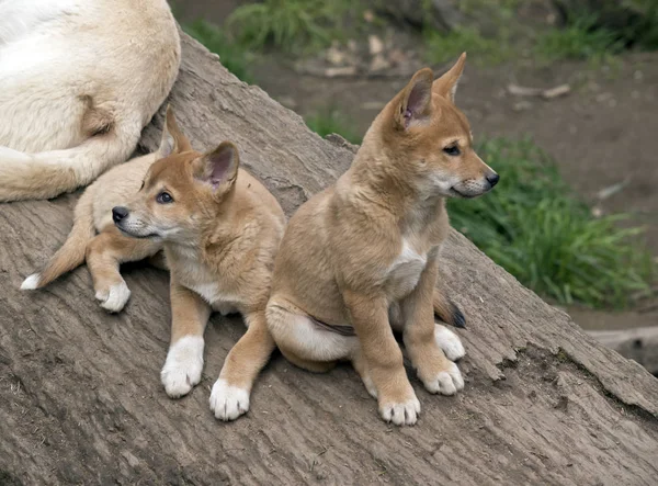 Os dingos dourados de 8 semanas de idade estão verificando seu entorno — Fotografia de Stock
