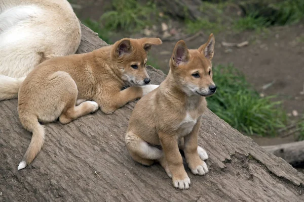The 8 week old golden dingo are resting — Stock Photo, Image