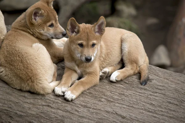The 8 week old golden dingo is checking his surroundings — Stock Photo, Image