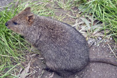Bu bir quokka bir yan görünümüdür