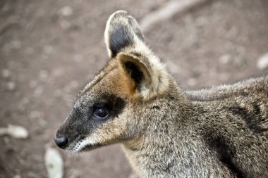 Bu bir aswamp kanguru yan görünümüdür