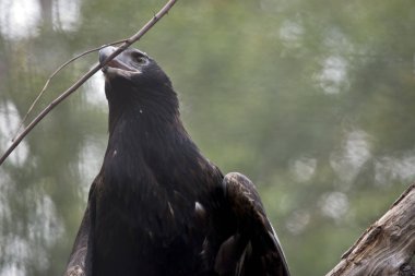 kama kuyruklu kartal gagasında bir dal tutuyor
