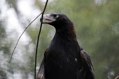 kama kuyruklu kartal gagasında bir dal tutuyor