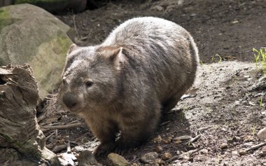 wombat etrafında yürüyor 