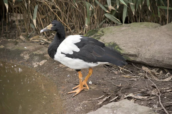 Esta é uma vista lateral de um ganso de magpie — Fotografia de Stock