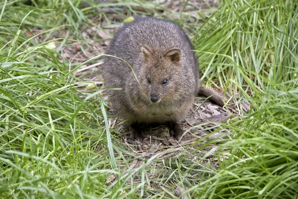 Quokka çimenlerde — Stok fotoğraf