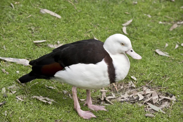 Dies ist eine Seitenansicht einer Radjah-Ente — Stockfoto