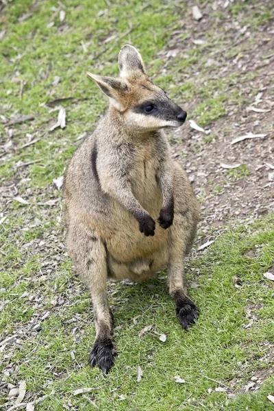 Questo è un wallaby palude maschile — Foto Stock