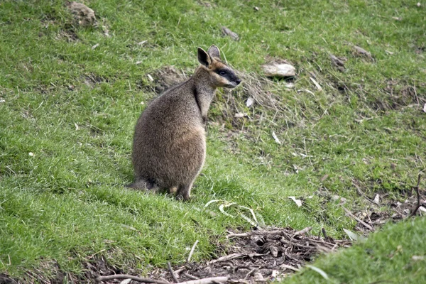Este es un pantano macho wallaby —  Fotos de Stock