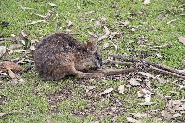 Detta är en sidovy av en tammar wallaby — Stockfoto