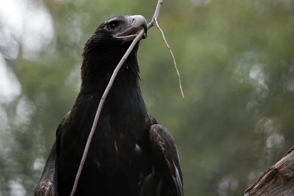 Клинохвостый орёл держит ветку в клюве — стоковое фото