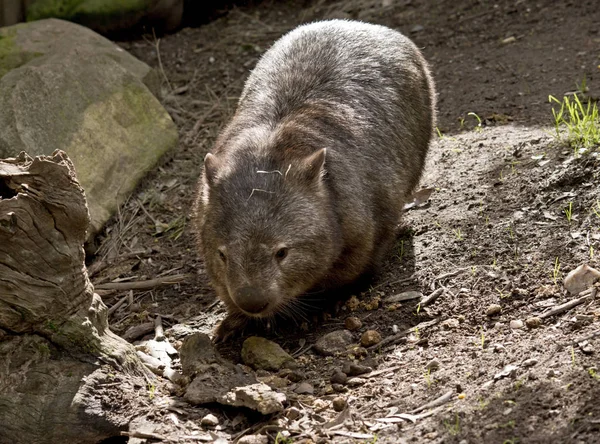 Wombat ' går runt — Stockfoto