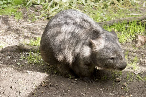 Dit is een zijaanzicht van een wombat. — Stockfoto