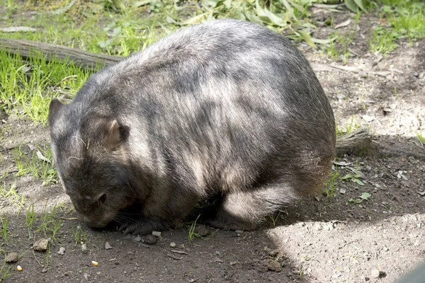 El wombat está caminando por ahí comiendo hierba — Foto de Stock