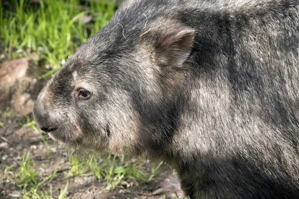 Detta är en sida av en wombat — Stockfoto